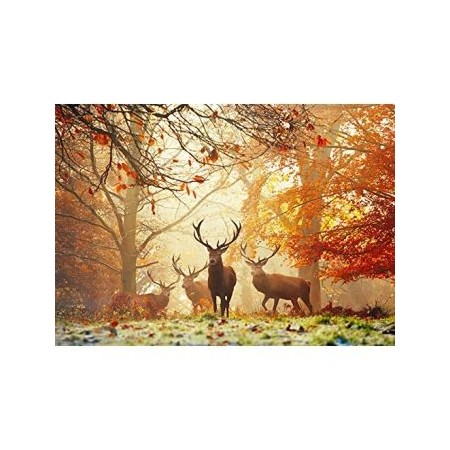 1000P STAGS HEYE