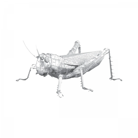 ANIMAUX: SAUTERELLE...